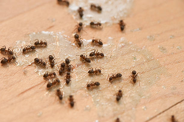 Best Best Pest Control Companies  in Westwood Lakes, FL