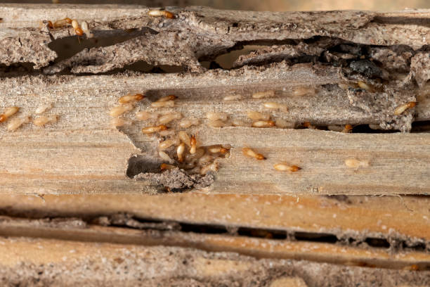 Best Local Pest Control Services  in Westwood Lakes, FL